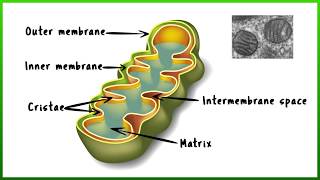 Mitochondria  A Quick Guide [upl. by Crudden]