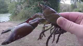 Catch amp cook Signal CrayfishCrawfish [upl. by Erdried421]