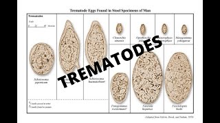 Parasitology 101 Trematodes [upl. by Buddie602]