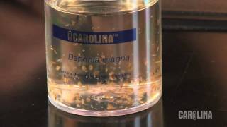 How to Care for Daphnia [upl. by Kinsman]