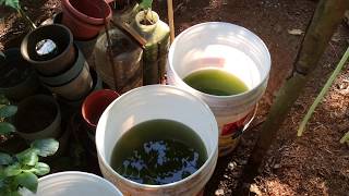 How to grow Green Water Algae [upl. by Tarsuss]