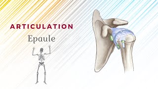 Lépaule larticulation acromioclaviculaire [upl. by Abrams]