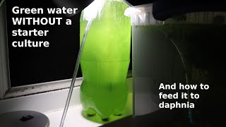 Green Water WITHOUT a Starter Culture  From Scratch  How To [upl. by Julietta]