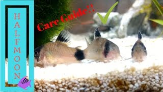 How to Care for Corydora Catfish [upl. by Chansoo]