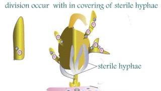 Fungi Ascomycota Aspergillus Life Cycle [upl. by Christenson]