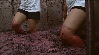 Harvest Wine Grape  Amazing Grape Factory  Traditional Wine Making Processing [upl. by Asilram]