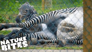 Zebra Gives Birth in Difficult Ordeal  The Secret Life of the Zoo  Nature Bites [upl. by Etram]