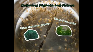 How To Culture Daphnia and Moinas using Green Water Spirulina powder [upl. by Sone453]