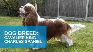 Dog Breed Video Cavalier King Charles Spaniel [upl. by Ahsiemac]