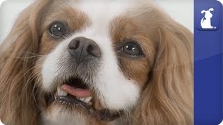 Doglopedia  Cavalier King Charles Spaniel [upl. by Ecerahs]