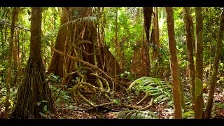 Amazon jungle documentary national geographic [upl. by Asiram]