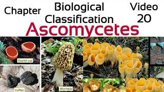 AscomycetesThe sac Fungi Ascospores Ascocarp penicilliumYeastmorchella trufflesclaviceps [upl. by Sible854]