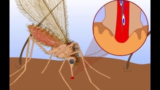 Leishmaniasis life cycle [upl. by Notniv]