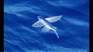 Facts The Flying Fish [upl. by Mouldon]