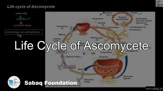 Life cycle of Ascomycete Biology Lecture  Sabaqpk [upl. by Pernas]