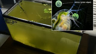 Raising Daphnia for the Freshwater Aquarium [upl. by Ycrem]