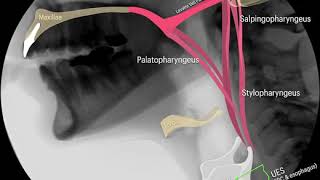 laryngeal traction and UES opening [upl. by Dennison122]