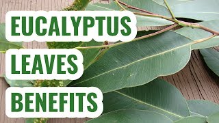 Eucalyptus leaves benefits [upl. by Etti]