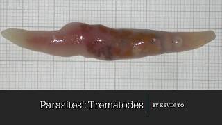 Trematode Life Cycle [upl. by Adnav]