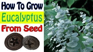 How To Grow Eucalyptus From Seed  Gardening Story [upl. by Esac640]