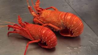 Recfishwest  How to perfectly cook crayfish [upl. by Avigdor]