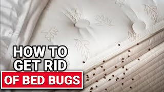 How To Get Rid of Bed Bugs  Ace Hardware [upl. by Reahard]