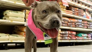 Taking my Pitbull to PetSmart [upl. by Aiuqenehs]