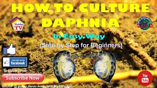 HOW TO CULTURE DAPHNIA In Easy Way [upl. by Eelan]