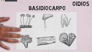 Basidiomycetes Características generales [upl. by Rehpotsyrk508]