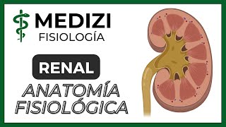 Clase 55 Fisiología Renal  Anatomía funcional del riñón IGdoctorpaiva [upl. by Ahsemad]