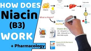 How does Niacin B3 Work  Pharmacology [upl. by Id981]