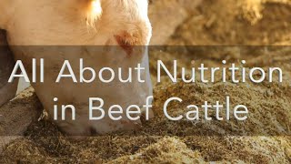 All About Nutrition in Beef Cattle [upl. by Parthinia]